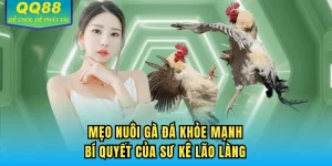 Mẹo Nuôi Gà Đá Khỏe Mạnh - Bí Quyết Của Sư Kê Lão Làng